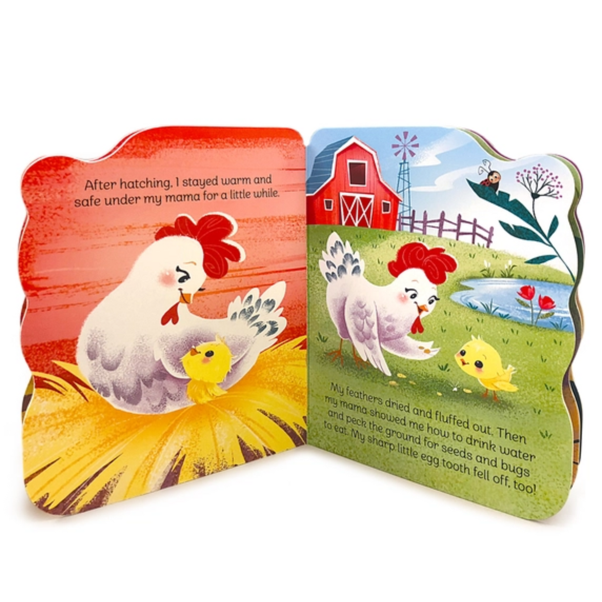 A Little Chick Book inside