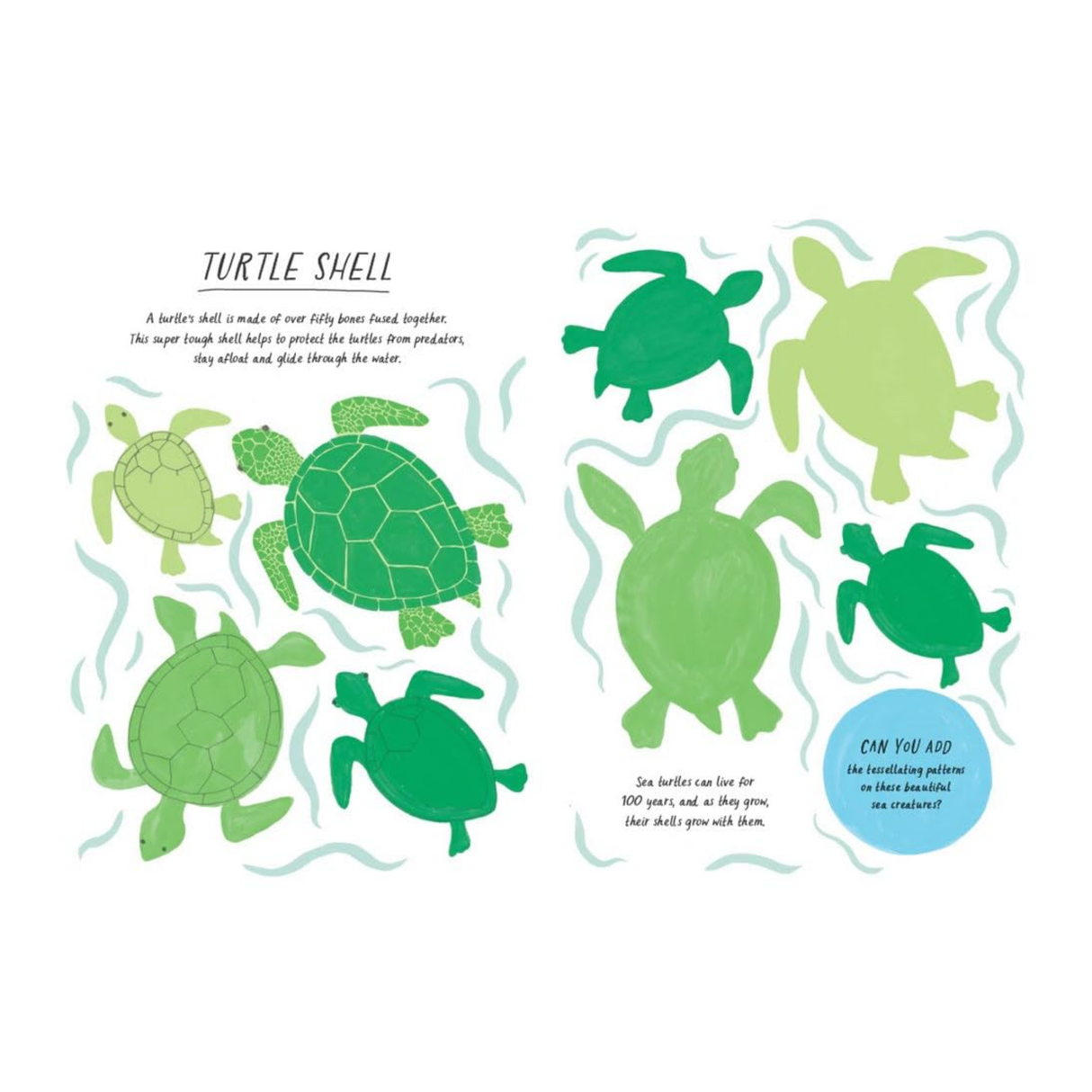 Educational illustration of green turtles with turtle shell text on a white background