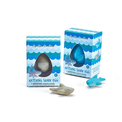 Hatching Shark Egg - Grey Shark